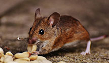 24 Hour & Emergency Exterminators in East Laurinburg, NC